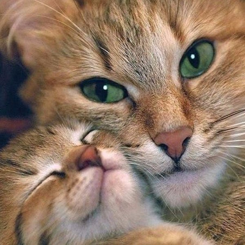 Почему кошка отгрызает усы котятам